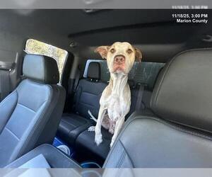 American Pit Bull Terrier-Unknown Mix Dogs for adoption in Ocala, FL, USA