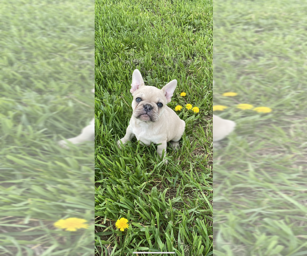 Medium Photo #6 French Bulldog Puppy For Sale in SIOUX FALLS, SD, USA