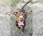 Small #1 Labrador Retriever Mix
