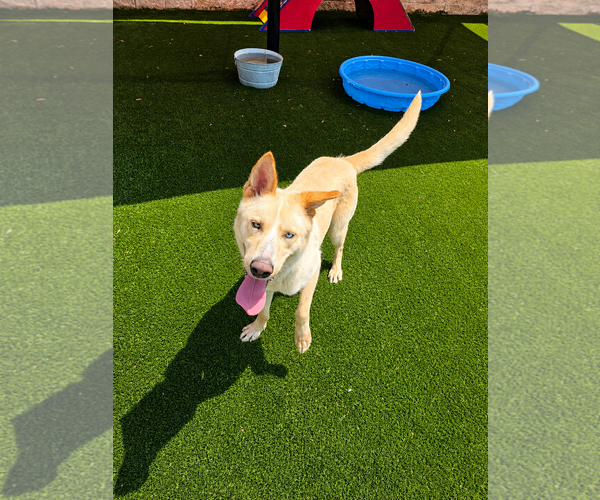 Medium Photo #4 Gerberian Shepsky Puppy For Sale in McKinney, TX, USA
