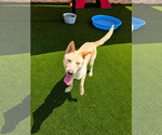 Small #3 Gerberian Shepsky
