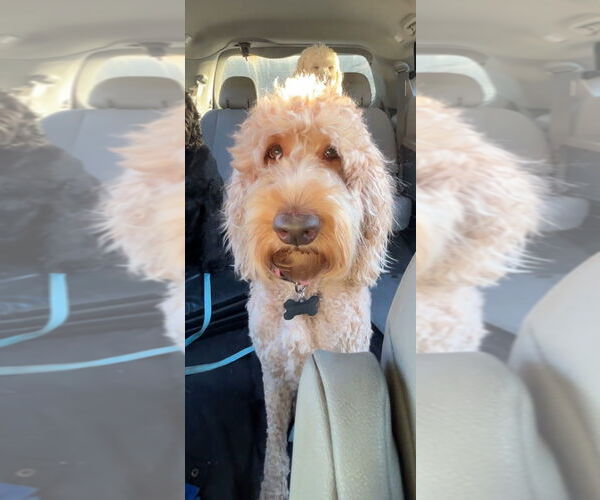 Medium Photo #1 Golden Retriever Puppy For Sale in Harrison, AR, USA