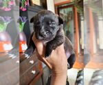 Small American Pit Bull Terrier Mix