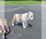 Small #2 Bulldog