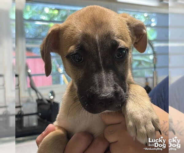 Medium Photo #1 Labrador Retriever-Unknown Mix Puppy For Sale in Washington, DC, USA