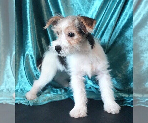 Medium Photo #3 Morkie Puppy For Sale in ROCK VALLEY, IA, USA