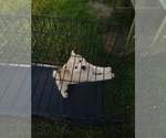 Small Photo #1 Akita-Siberian Husky Mix Puppy For Sale in MILLINGTON, MD, USA