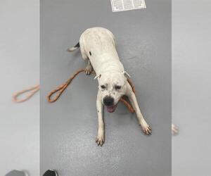 American Staffordshire Terrier-Unknown Mix Dogs for adoption in Louisville, KY, USA