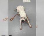 Small American Staffordshire Terrier Mix