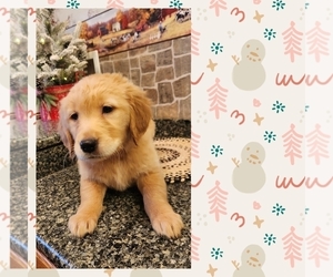 Golden Retriever Puppy for sale in SENECA FALLS, NY, USA