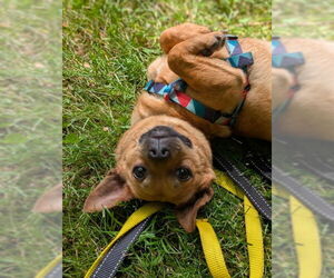 Chihuahua-Unknown Mix Dogs for adoption in Bellevue, WA, USA