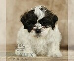 Small #3 ShihPoo