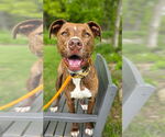 Small #9 American Pit Bull Terrier Mix