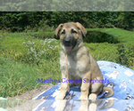 Small #5 German Shepherd Dog