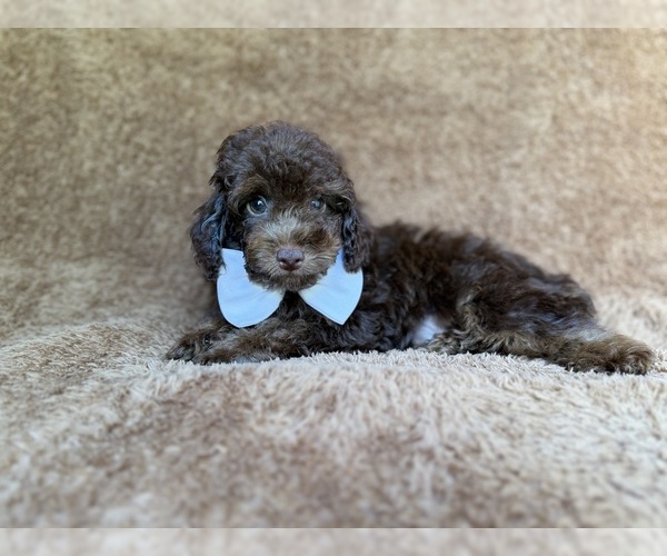 Medium Photo #9 Cavapoo (Miniature) Puppy For Sale in LAKELAND, FL, USA