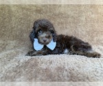Small #8 Cavapoo (Miniature)