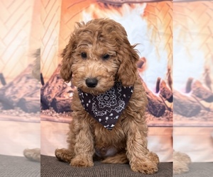 Goldendoodle (Miniature) Puppy for sale in SAINT MARYS, KS, USA