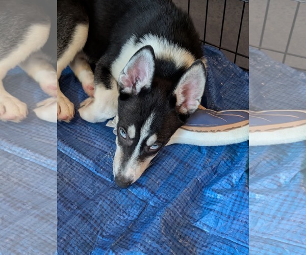 Medium Photo #12 Siberian Husky-Unknown Mix Puppy For Sale in Holly Springs, NC, USA