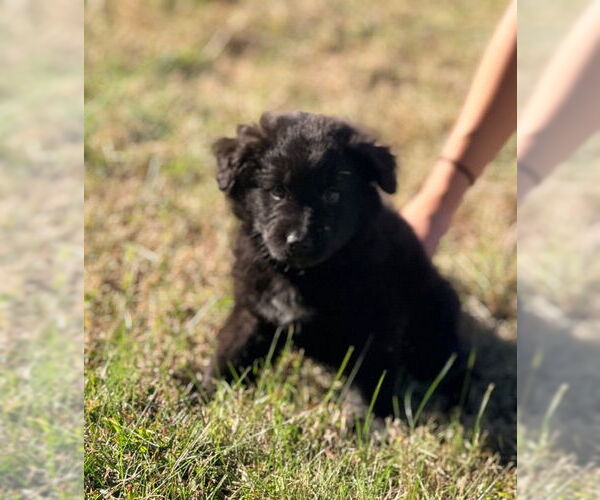 Medium Photo #2 Australian Shepherd-Unknown Mix Puppy For Sale in Raleigh, NC, USA