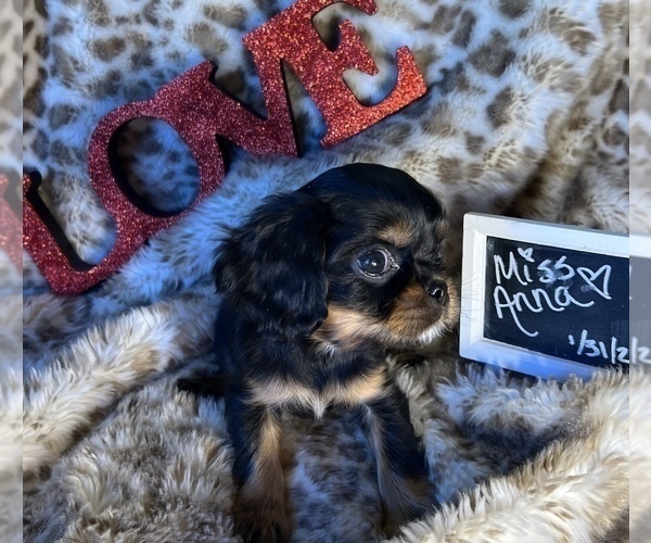Medium Photo #2 Cavalier King Charles Spaniel Puppy For Sale in ABILENE, TX, USA