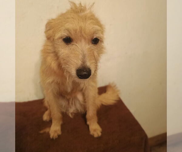 Medium Photo #2 Parson Russell Terrier-Unknown Mix Puppy For Sale in Bonifay, MO, USA