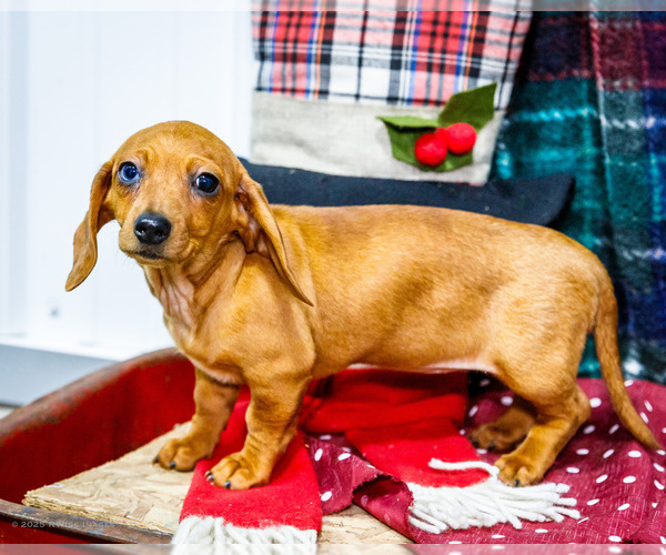 Medium Photo #7 Dachshund Puppy For Sale in WAKARUSA, IN, USA