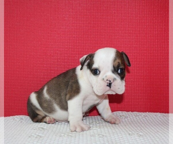 Medium Photo #1 Bulldog Puppy For Sale in HIALEAH, FL, USA