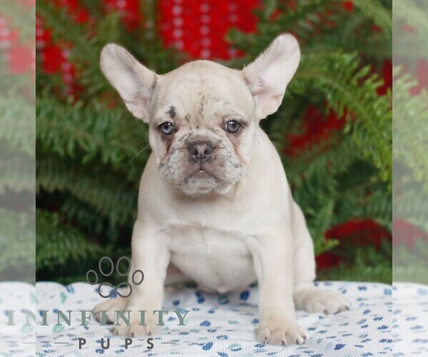 Medium Photo #1 French Bulldog Puppy For Sale in RONKS, PA, USA