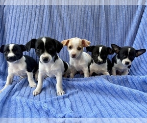 Chihuahua Puppy for sale in FAIR HAVEN, MI, USA