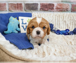 Small #14 Cavalier King Charles Spaniel