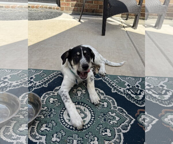 Medium Photo #10 Great Pyrenees-Unknown Mix Puppy For Sale in Dallas, TX, USA