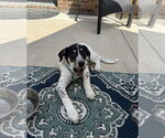 Small #9 Great Pyrenees Mix