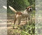 Raymond James - Male Mutt Dog for Adoption - Small photo