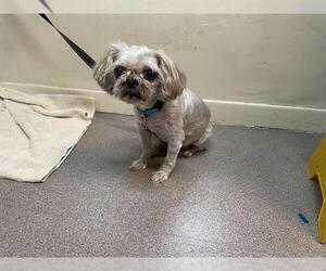 Medium Shih Tzu