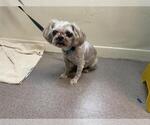 Small Shih Tzu