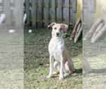 Small #7 American Pit Bull Terrier Mix