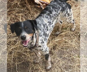 German Shorthaired Pointer Dogs for adoption in Woodland, CA, USA