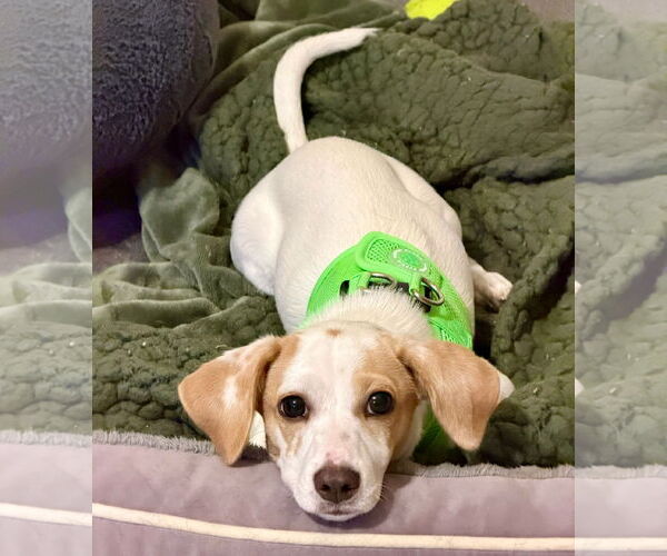 Medium Photo #3 Doxle Puppy For Sale in Omaha, NE, USA