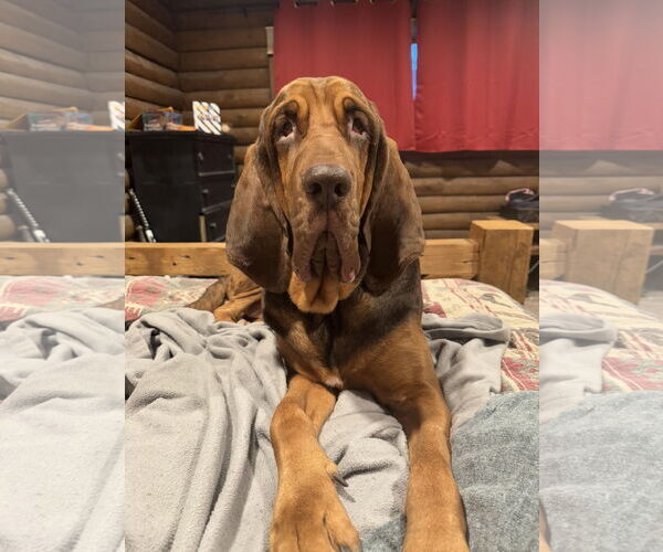Medium Photo #1 Bloodhound Puppy For Sale in Coralville, IA, USA