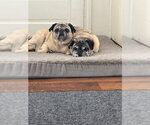 Small Photo #12 Pug Puppy For Sale in Indianapolis, IN, USA