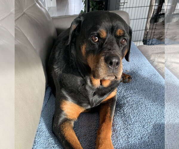 Medium Photo #2 Rottweiler Puppy For Sale in Brooklyn Center, MN, USA