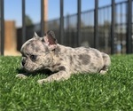 Small #12 French Bulldog