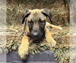 Small Mastiff Mix