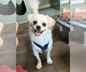 Cheeks Dogs for adoption in San Francisco, CA, USA