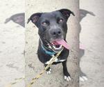 Small #1 Labrador Retriever Mix