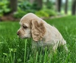 Small #1 Cocker Spaniel