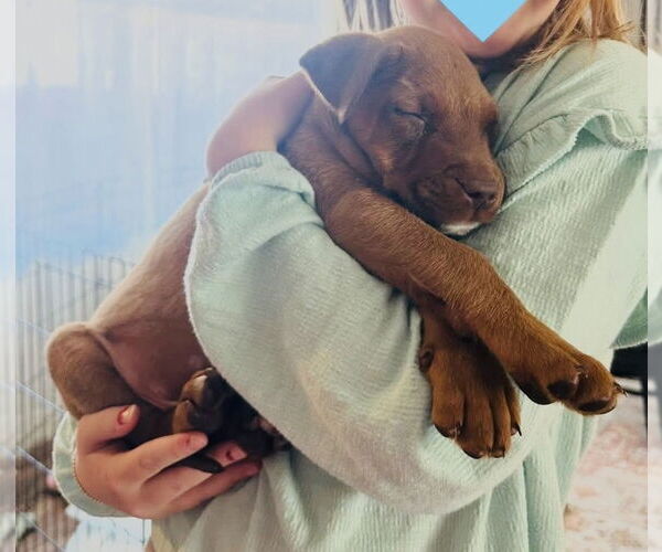 Medium Photo #3 American Pit Bull Terrier-Unknown Mix Puppy For Sale in Germantown, OH, USA