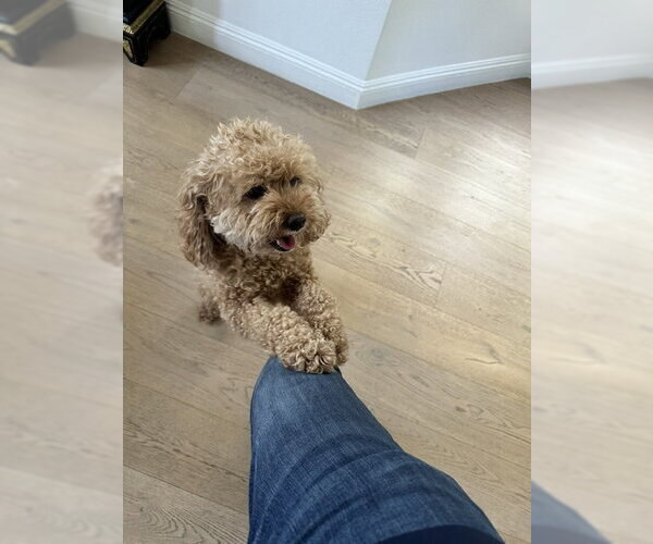 Medium Photo #4 Poodle (Miniature) Puppy For Sale in Agoura Hills, CA, USA