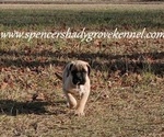 Small #6 Mastiff