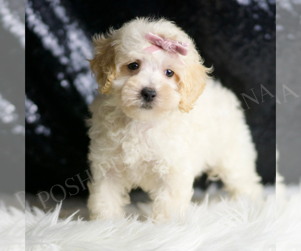Medium Photo #137 Maltipoo Puppy For Sale in WARSAW, IN, USA